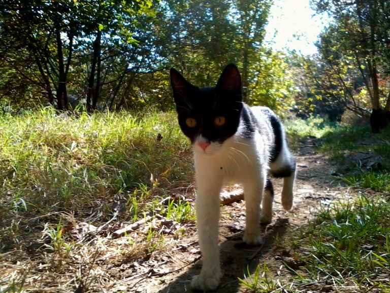 Confidently tramping down the trail,because has teef and claws